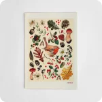Stampa raffigurante al centro un pettirosso circondato da foglie, fiori, ghiande, bacche, funghi e rametti su fondo crema